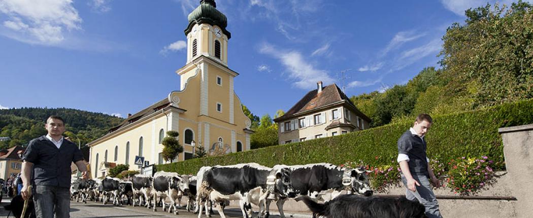 transhumance_alsace