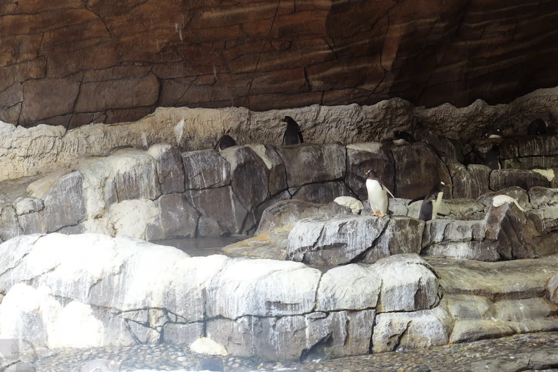 Pairi Daiza pour groupe b2b - Pingouins