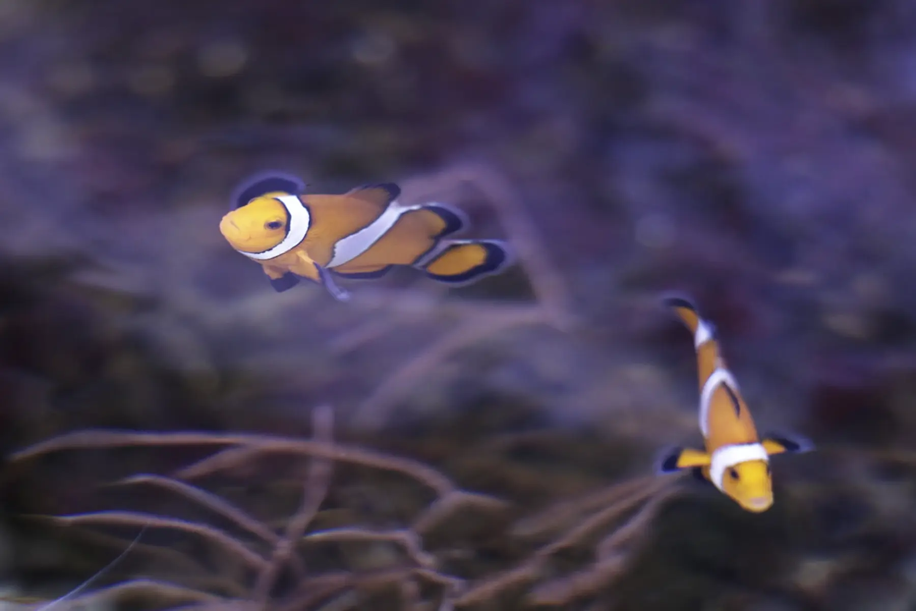 Pairi Daiza pour groupe b2b - Aquarium